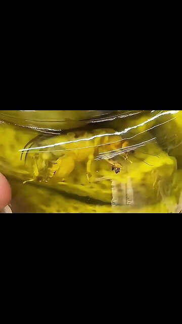 THAT INSECT IS NOT KOSHER ₪ GOYIMZES❗