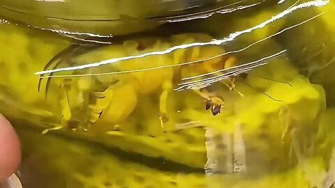 THAT INSECT IS NOT KOSHER ₪ GOYIMZES❗