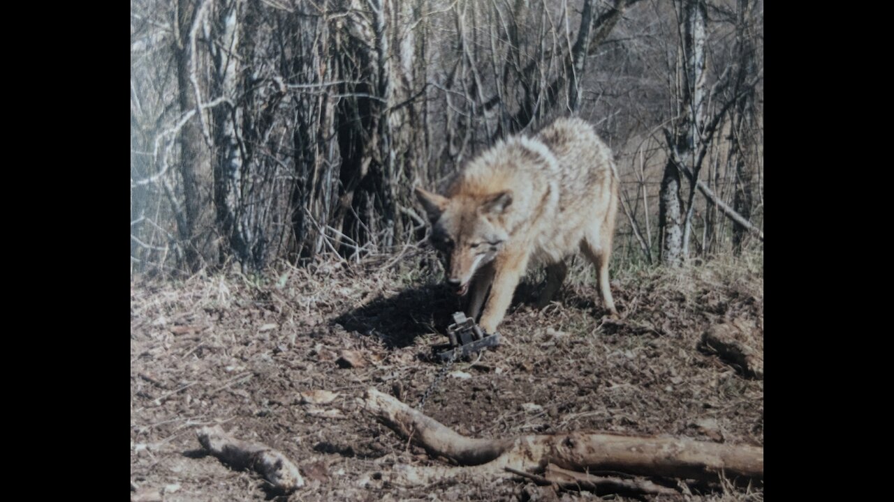 Wind directions for Predators