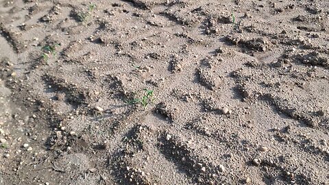 planting the fields week 3