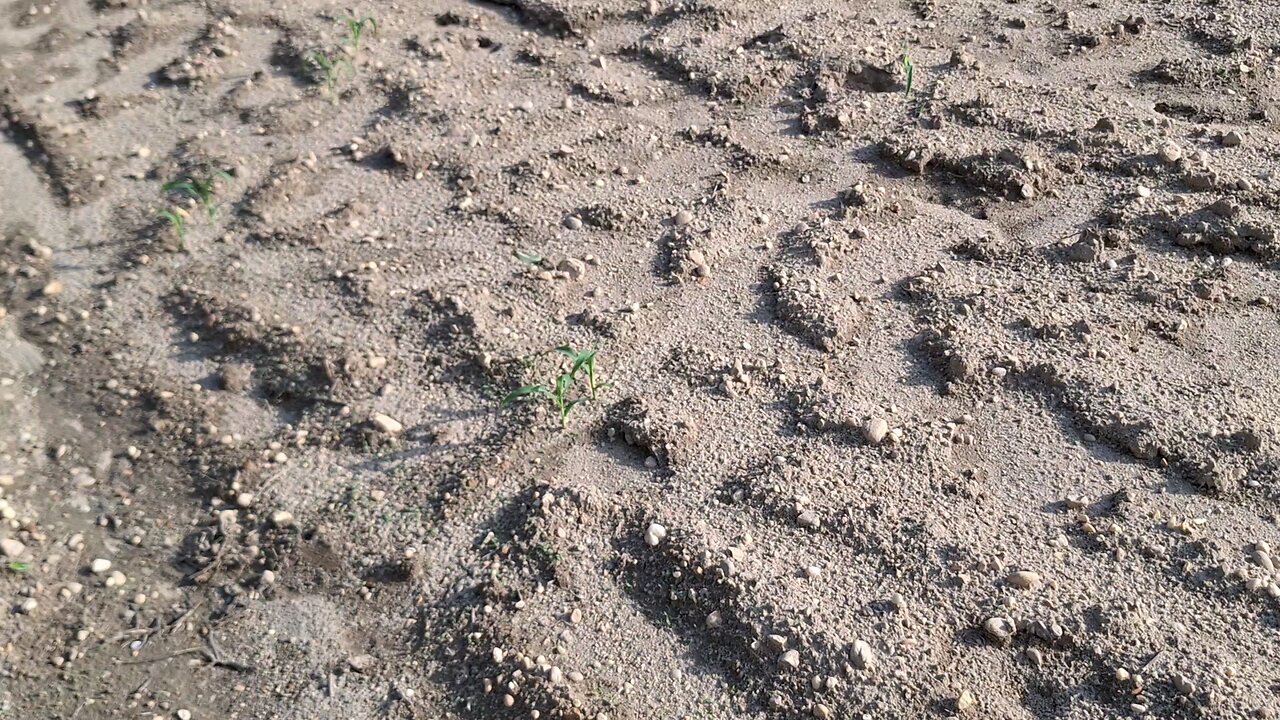 planting the fields week 3