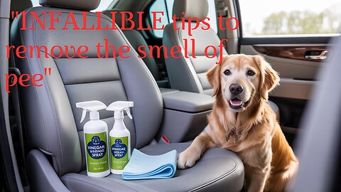 How to remove pet pee smell from car seats: tips that actually work without the fuss.