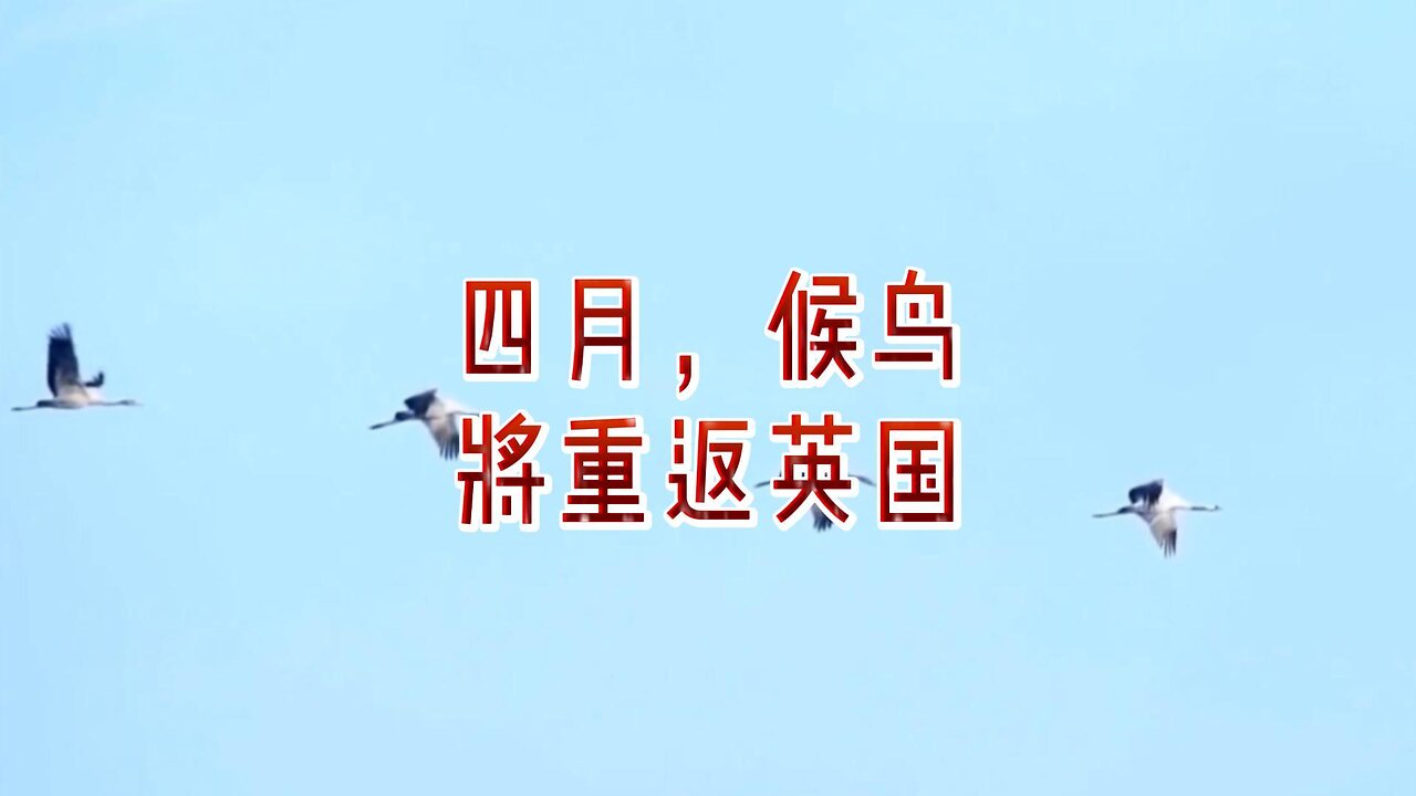 四月,候鸟将重返英国