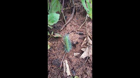 Is This a Snake or Worm? Shocking Green Creature Caught on Camera (PART 2)