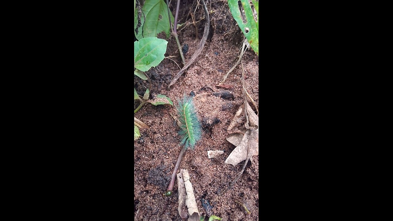 Is This a Snake or Worm? Shocking Green Creature Caught on Camera (PART 2)