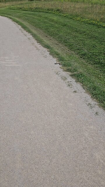 Dead Garter Snake on the Trail.