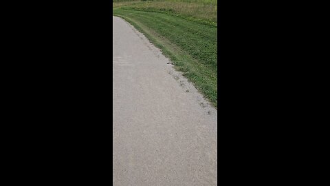 Dead Garter Snake on the Trail.