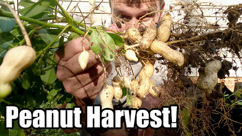 Peanut Harvest From Grow Bags