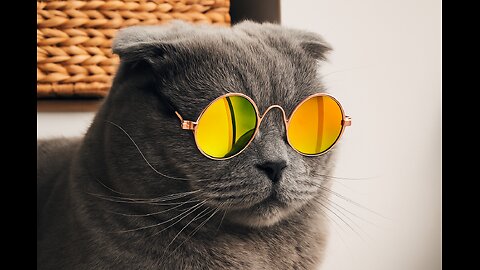 Very funny 🤣🤣 crazy cat
