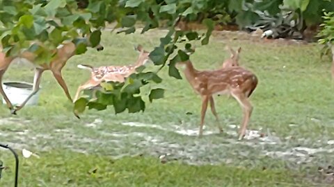 Four FL fawns with Doe n Buck 7/5/25