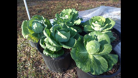 Harvesting Fall Cabbage 11/5/25