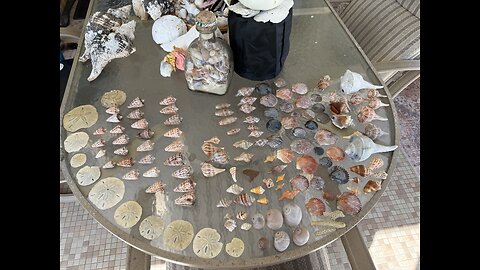 Beach Finds 11/8/2025 | 4K