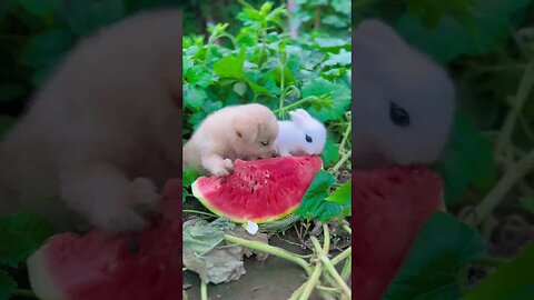 Dog and bunny eat watermelon, cute bunny in the countryside, cute little pet