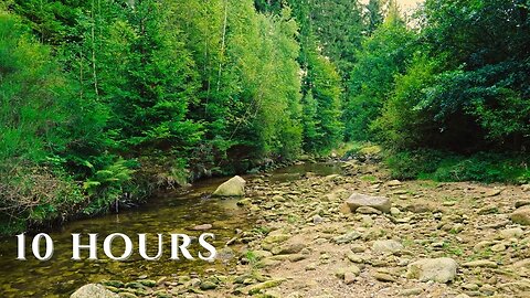 Forest Stream & Birds • Calm Nature Sounds for Relaxation & Focus