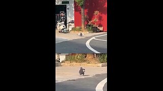 Una paloma engordó tanto que ya no puede volar