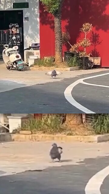 Una paloma engordó tanto que ya no puede volar