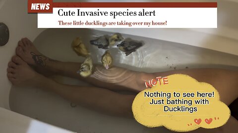 Nothing to see here! Bathing with ducklings. It’s official Kristen is obsessed