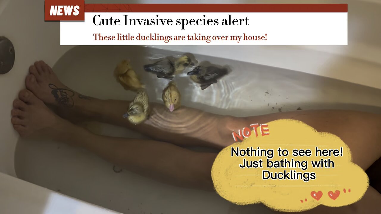 Nothing to see here! Bathing with ducklings. It’s official Kristen is obsessed