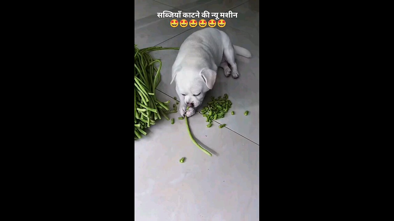 सब्जी काटने की मशीन