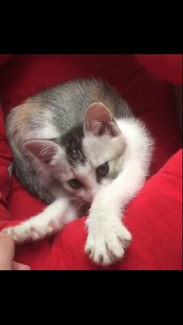 Sleepy Kitten Lovely Struggles To Stay Awake