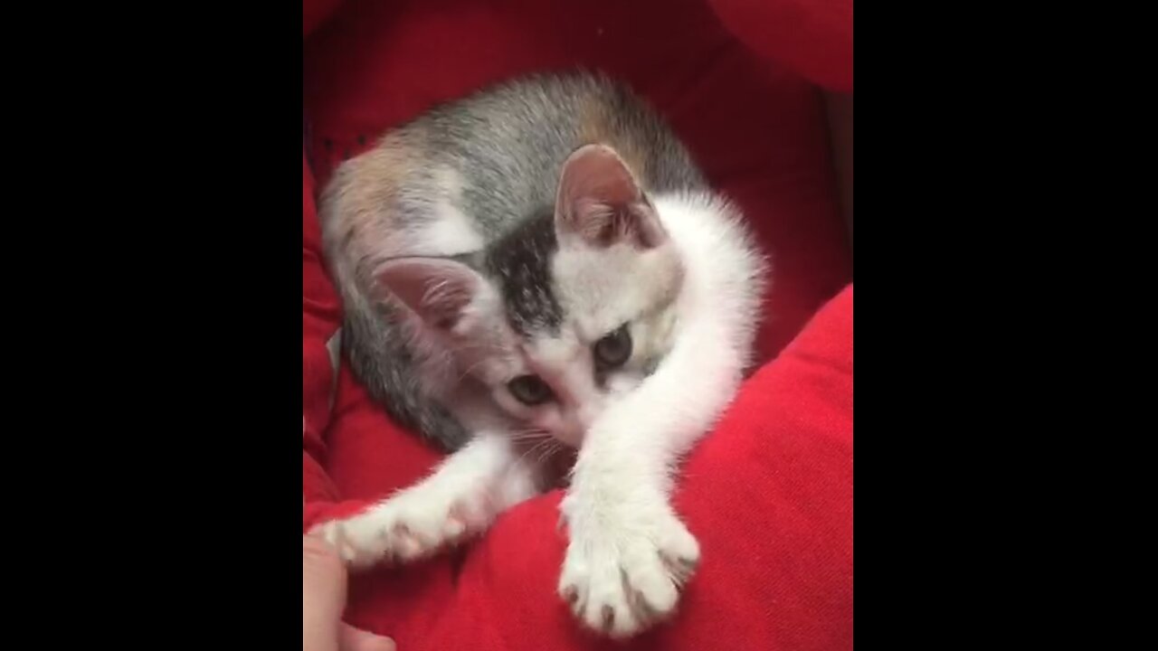 Sleepy Kitten Lovely Struggles To Stay Awake