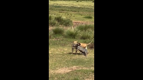 lion 🦁 attack on the Zebra 🦓 || amazing 😍🤩 jungle videos