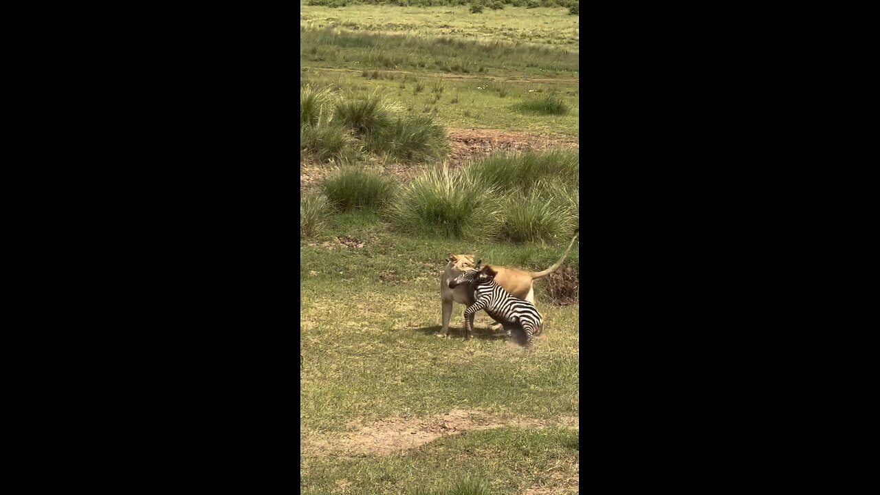 lion 🦁 attack on the Zebra 🦓 || amazing 😍🤩 jungle videos