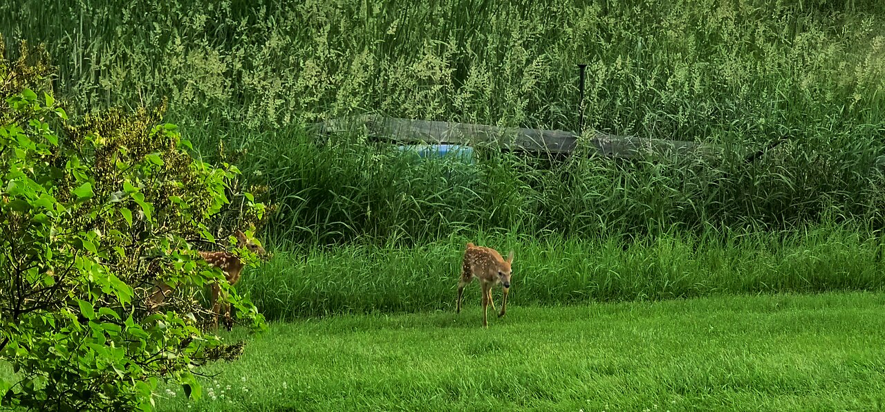 Fawns Playing
