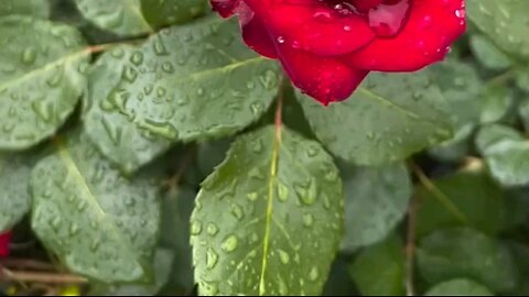 Relaxing Morning, Birds and Gorgeous Flowers, Nature Ambiance Part13 #birds #birdssinging #nature