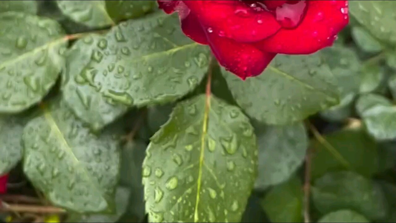 Relaxing Morning, Birds and Gorgeous Flowers, Nature Ambiance Part13 #birds #birdssinging #nature