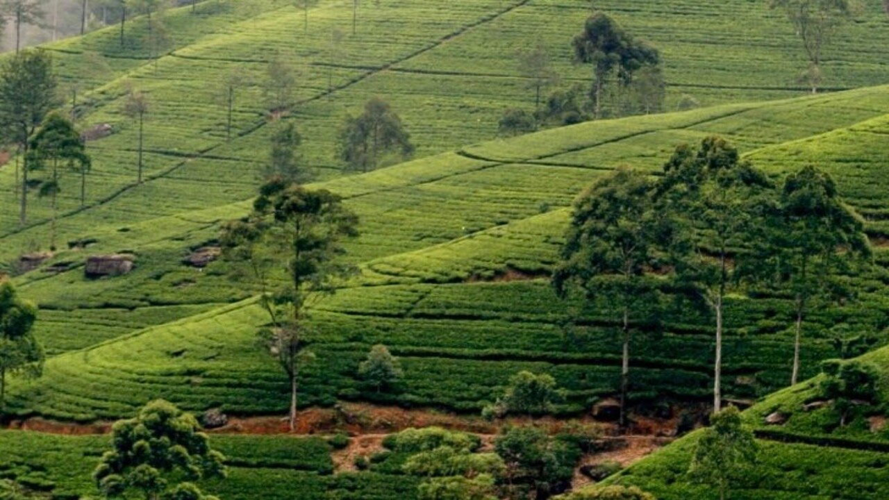 Welcome to Sri Lanka#tavel#srilanka