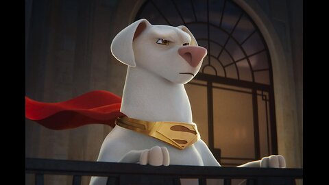 A poor Dog and a Sly Cat's Shocking Jump