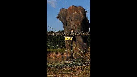 Fascinating Facts About Elephants – The Gentle Giants of Nature