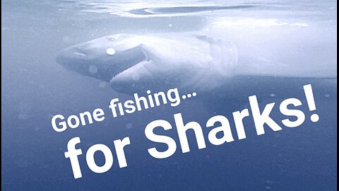 Gone Fishing…for Sharks
