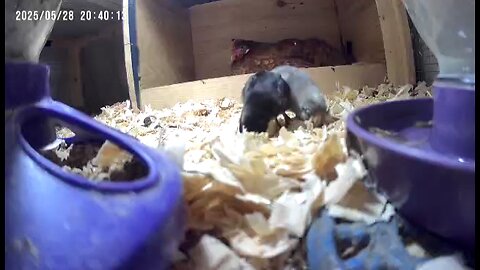 Baby chicks checking out their new world.