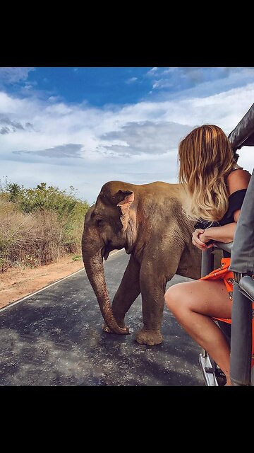 Experience the majestic wildlife of Sri Lanka! 🐘🌿
