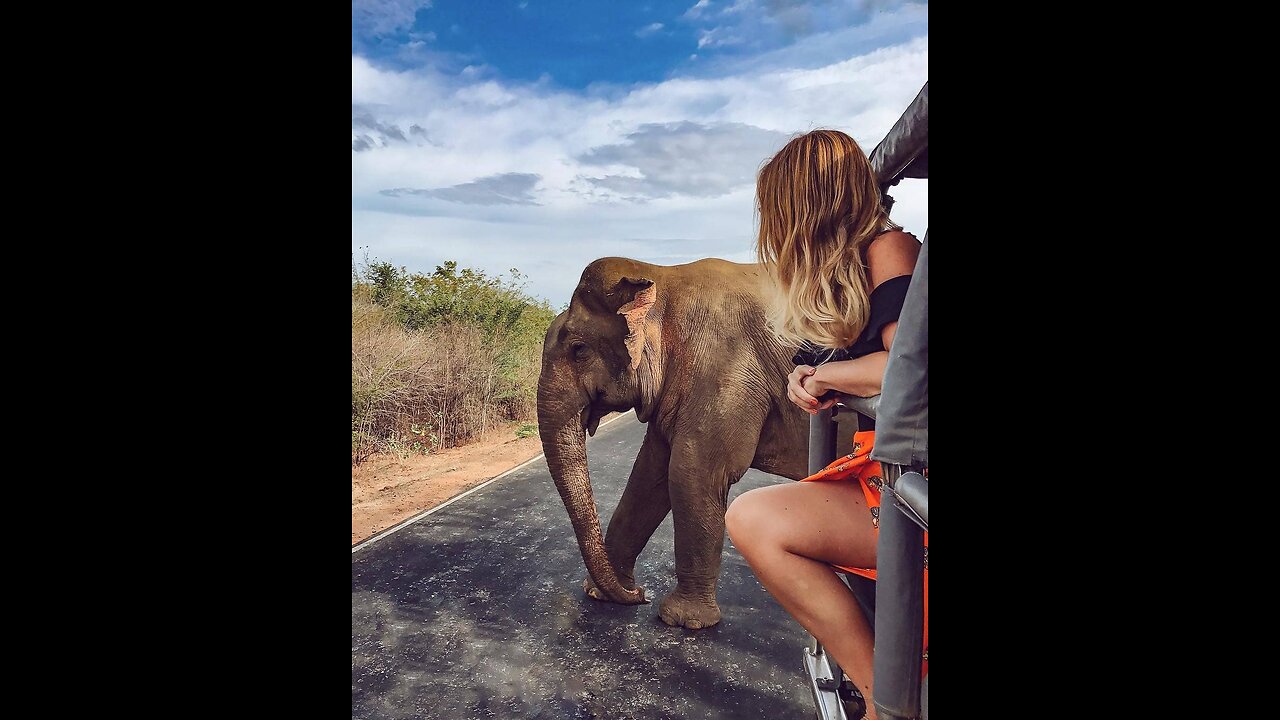 Experience the majestic wildlife of Sri Lanka! 🐘🌿
