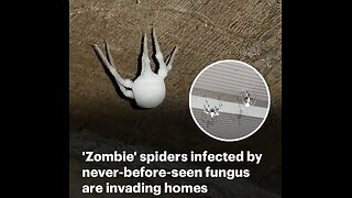 Zombie Deer, Squirrels, Rabbits and now SPIDERS as Man Plays God