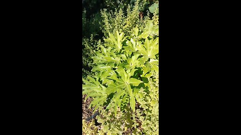 japonica