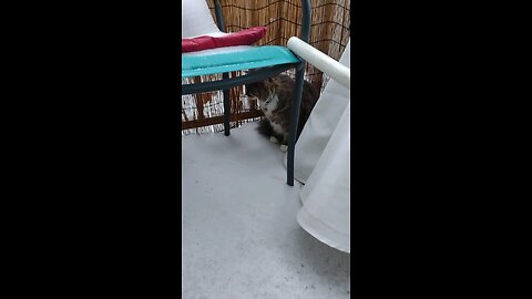 Smokey's first time experiencing snow