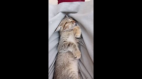 "Cat’s Reaction to Being Disturbed Is Too Funny! 😂🐾"