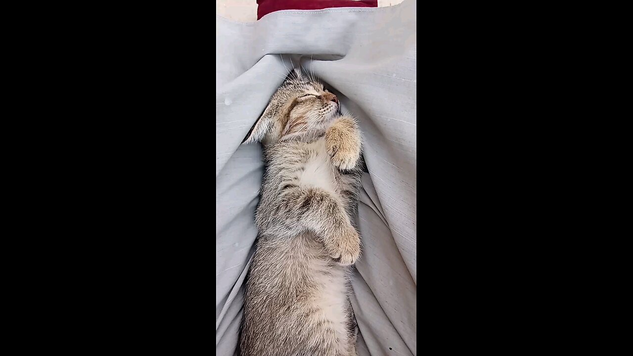 "Catโs Reaction to Being Disturbed Is Too Funny! ๐๐พ"
