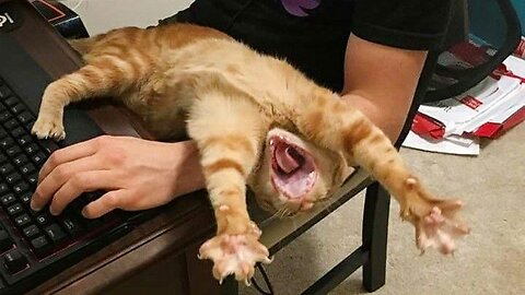 FUNNY Pets | Hilarious Animals Compilation | Funniest Cats and Dogs Clips 2025😼🐶| part_02