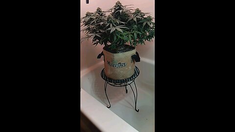 Mimosa Cake week 11 day 2