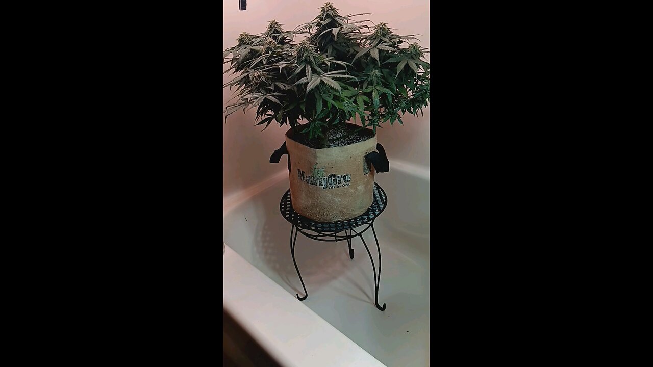 Mimosa Cake week 11 day 2