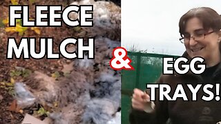 Strawberry Bed Mulching in the Mist | Sheep Fleece & Composting Egg Boxes