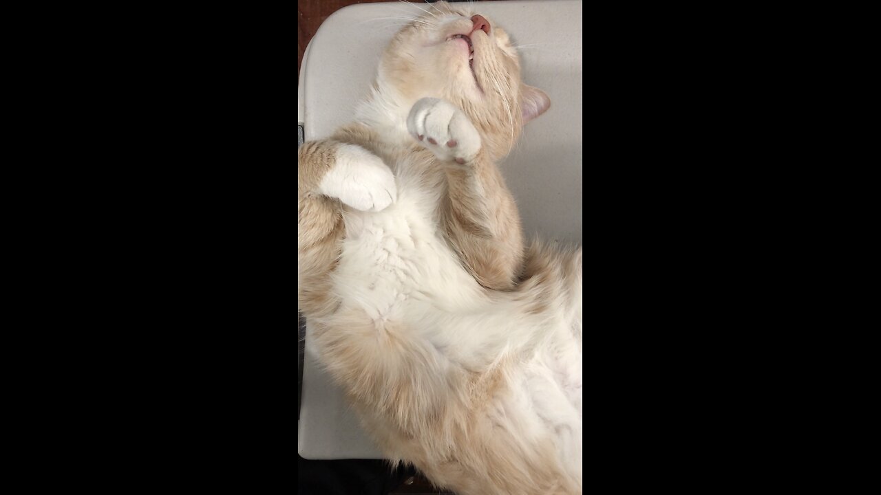 Funny 😹 cats 🐈