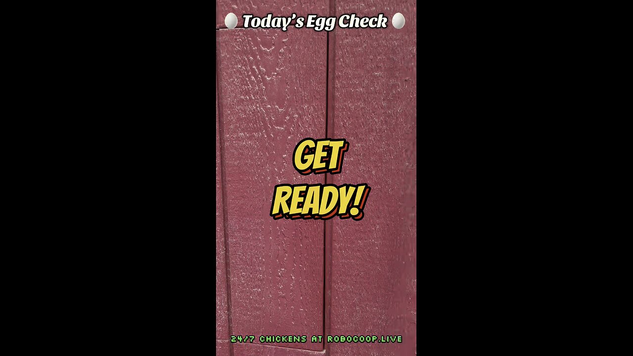 🥚 Today’s Egg Check! 🥚 #shorts