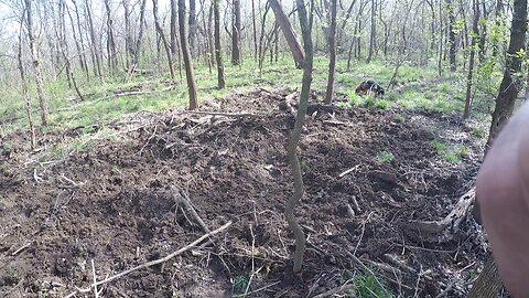 Wild Hog Rooting, Oklahoma