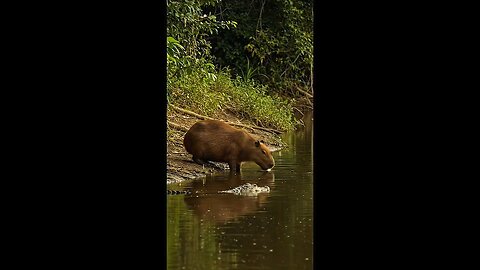 Capybara Surprises Caiman with Unexpected Defense #wildlife #capybara #caiman
